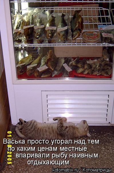 Васька просто угорал над тем по каким ценам местные впаривали рыбу наивным отдыхающим... Котоматрица: Васька просто угорал над тем по каким ценам местные впаривали рыбу наивным отдыхающим