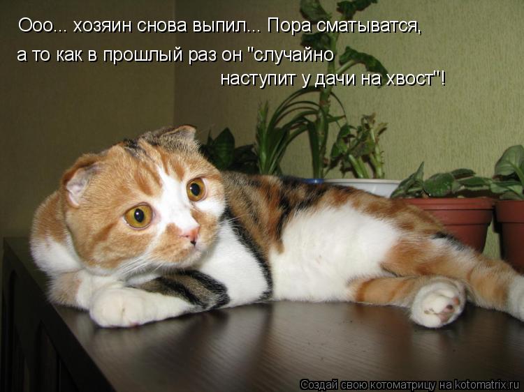 Ооо... хозяин снова выпил... Пора сматыватся, а то как в прошлый раз он "случайно наступит у дачи на... Котоматрица: Ооо... хозяин снова выпил... Пора сматыватся, а то как в прошлый раз он "случайно наступит у дачи на хвост"!