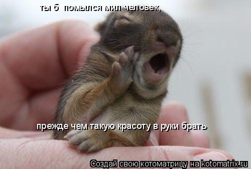 ты б помылся мил человек, прежде чем такую красоту в руки брать... Котоматрица: ты б помылся мил человек, прежде чем такую красоту в руки брать