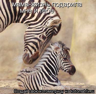 мама-жизнь подарила мне и тебе... Котоматрица: мама-жизнь подарила мне и тебе