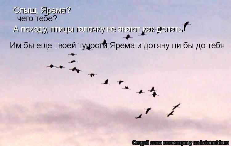 Слыш, Ярема? чего тебе? А походу, птицы галочку не знают как делать! Им бы еще твоей тупости,Ярема ... Котоматрица: Слыш, Ярема? чего тебе? А походу, птицы галочку не знают как делать! Им бы еще твоей тупости,Ярема и дотяну ли бы до тебя