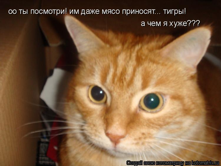 оо ты посмотри! им даже мясо приносят... тигры! а чем я хуже???... Котоматрица: оо ты посмотри! им даже мясо приносят... тигры! а чем я хуже???