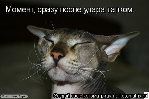 Момент, сразу после удара тапком.... Котоматрица: Момент, сразу после удара тапком.