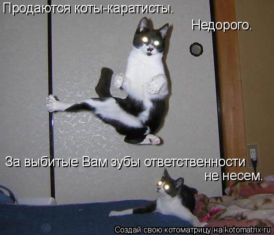 Продаются коты-каратисты. Недорого. За выбитые Вам зубы ответственности не несем.... Котоматрица: Продаются коты-каратисты. Недорого. За выбитые Вам зубы ответственности не несем.