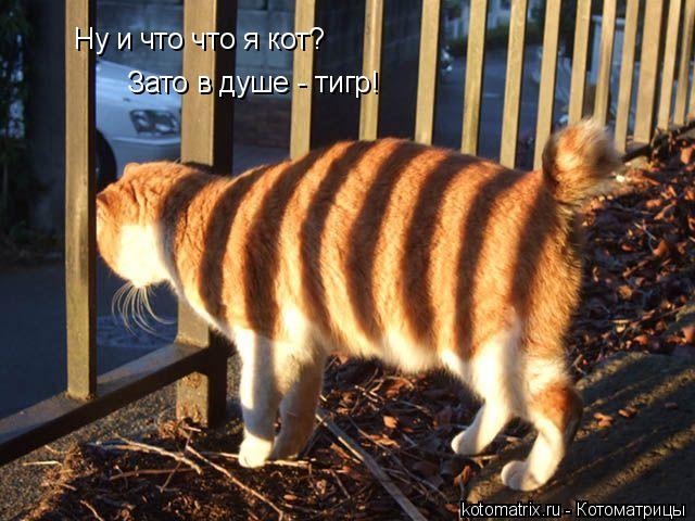 Ну и что что я кот? Зато в душе - тигр!... Котоматрица: Ну и что что я кот? Зато в душе - тигр!