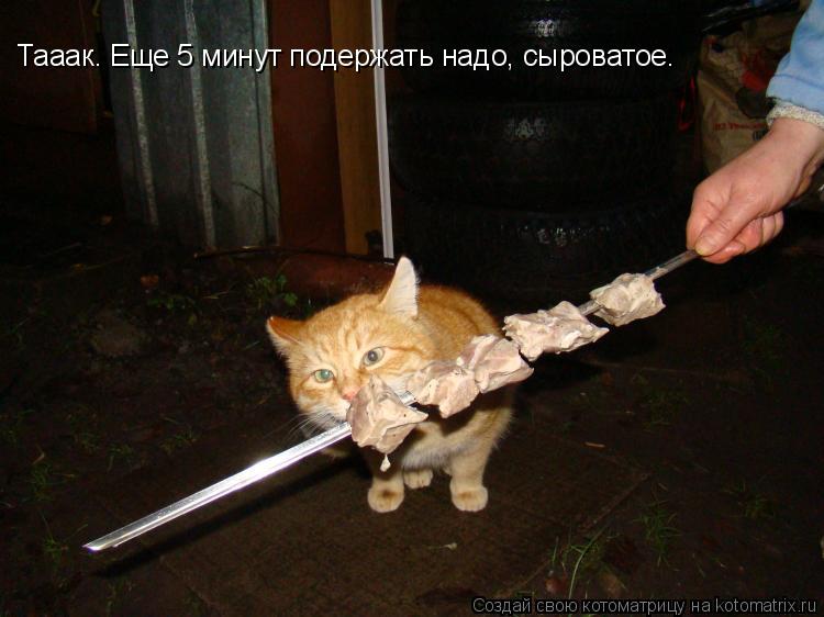 Тааак. Еще 5 минут подержать надо, сыроватое.... Котоматрица: Тааак. Еще 5 минут подержать надо, сыроватое.