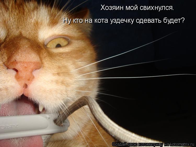 Хозяин мой свихнулся. Ну кто на кота уздечку одевать будет?... Котоматрица: Хозяин мой свихнулся. Ну кто на кота уздечку одевать будет?