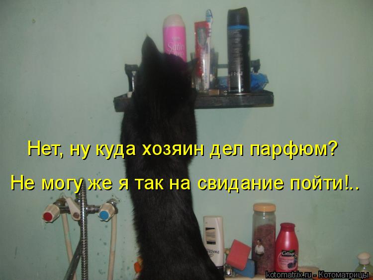 Нет, ну куда хозяин дел парфюм? Не могу же я так на свидание пойти!..... Котоматрица: Нет, ну куда хозяин дел парфюм? Не могу же я так на свидание пойти!..
