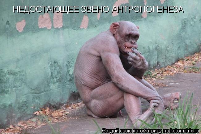НЕДОСТАЮЩЕЕ ЗВЕНО АНТРОПОГЕНЕЗА... Котоматрица: НЕДОСТАЮЩЕЕ ЗВЕНО АНТРОПОГЕНЕЗА