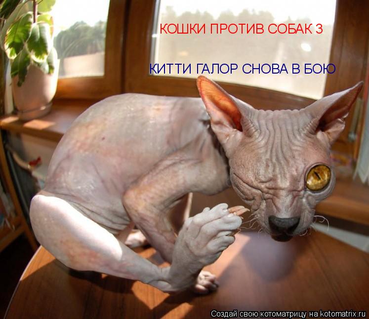 КОШКИ ПРОТИВ СОБАК 3 КИТТИ ГАЛОР СНОВА В БОЮ... Котоматрица: КОШКИ ПРОТИВ СОБАК 3 КИТТИ ГАЛОР СНОВА В БОЮ