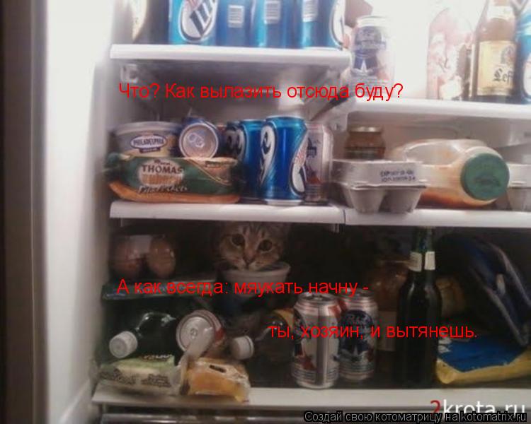 Что? Как вылазить отсюда буду? А как всегда: мяукать начну - ты, хозяин, и вытянешь.... Котоматрица: Что? Как вылазить отсюда буду? А как всегда: мяукать начну - ты, хозяин, и вытянешь.