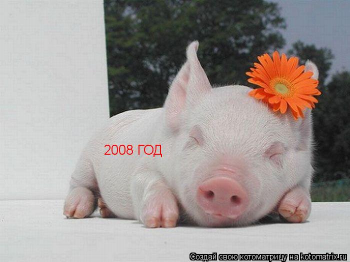 2008 ГОД... Котоматрица: 2008 ГОД