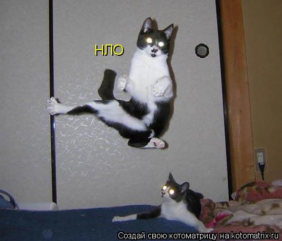 НЛО... Котоматрица: НЛО