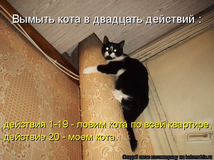 Вымыть кота в двадцать действий : действия 1-19 - ловим кота по всей квартире, действие 20 - моем кот... Котоматрица: Вымыть кота в двадцать действий : действия 1-19 - ловим кота по всей квартире, действие 20 - моем кота.