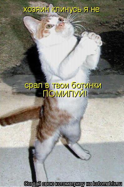 хозяин клинусь я не срал в твои ботинки ПОМИЛУЙ!... Котоматрица: хозяин клинусь я не срал в твои ботинки ПОМИЛУЙ!