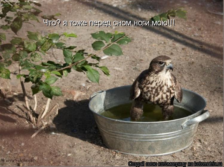 Что? я тоже перед сном ноги мою!!!... Котоматрица: Что? я тоже перед сном ноги мою!!!