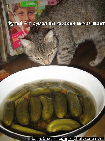 Фу ты! А я думал вы карасей вымачиваете!... Котоматрица: Фу ты! А я думал вы карасей вымачиваете!