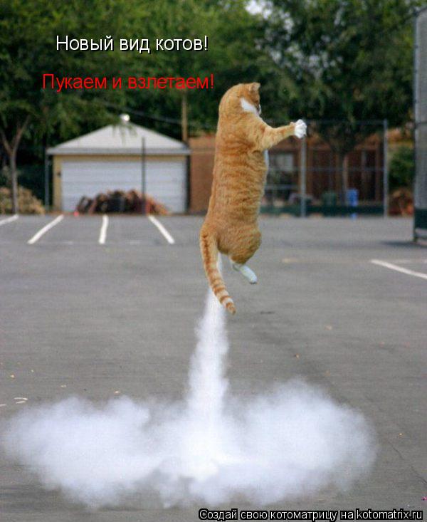 Новый вид котов! Пукаем и взлетаем!... Котоматрица: Новый вид котов! Пукаем и взлетаем!