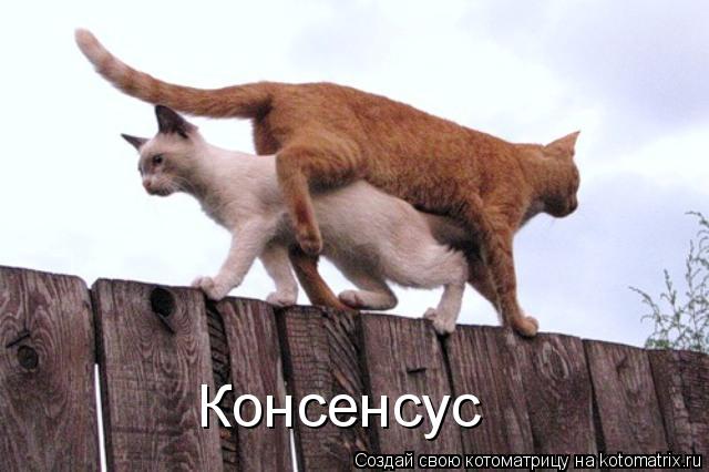 Котоматрица: Консенсус