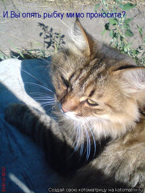 Котоматрица: И Вы опять рыбку мимо проносите?