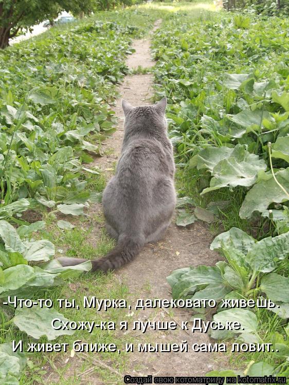 -Что-то ты, Мурка, далековато живешь. Схожу-ка я лучше к Дуське. И живет ближе, и мышей сама ловит..... Котоматрица: -Что-то ты, Мурка, далековато живешь. Схожу-ка я лучше к Дуське. И живет ближе, и мышей сама ловит..