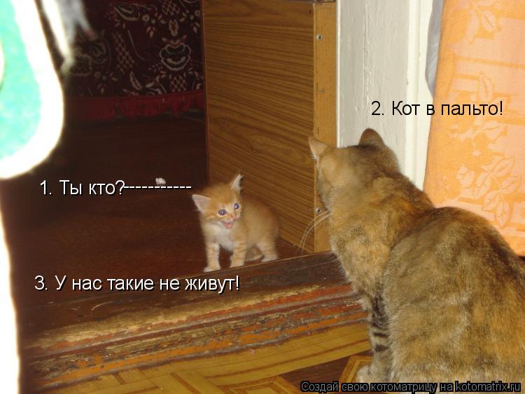 Котоматрица: 2. Кот в пальто! 1. Ты кто? 3. У нас такие не живут! -----------