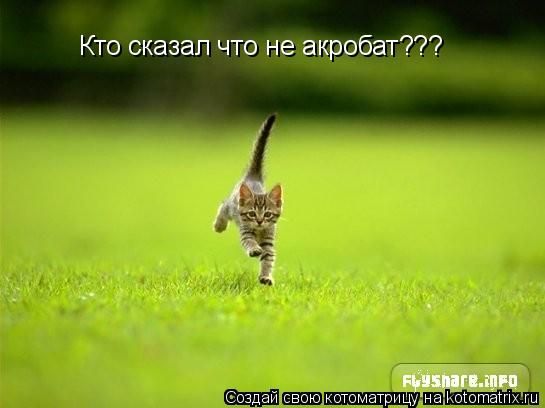 Котоматрица: Кто сказал что не акробат???