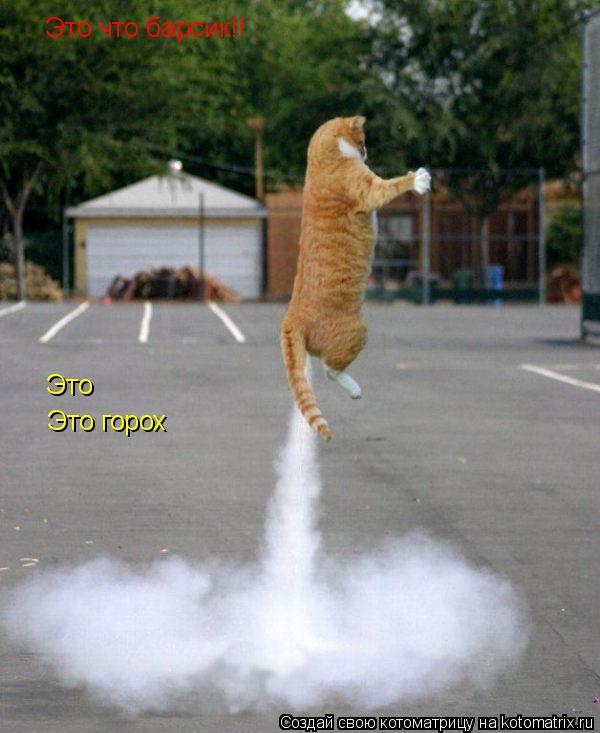 Котоматрица: Это что барсик!! Это Это горох