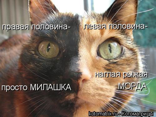 правая половина- левая половина- наглая рыжая МОРДА просто МИЛАШКА... Котоматрица: правая половина- левая половина- наглая рыжая МОРДА просто МИЛАШКА