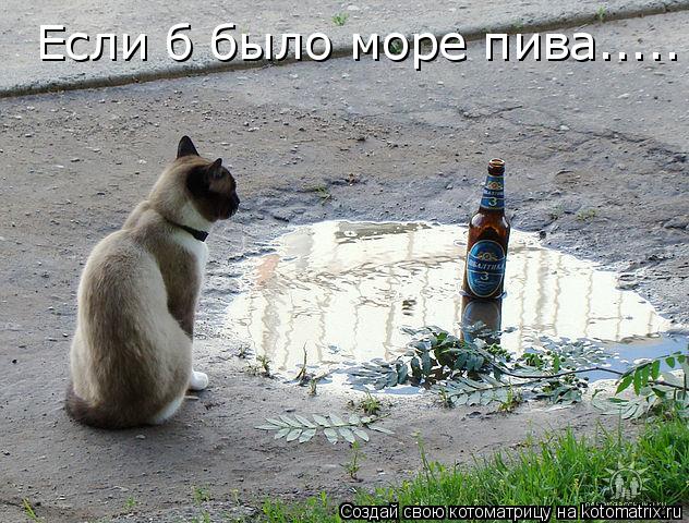 Котоматрица: Если б было море пива.....