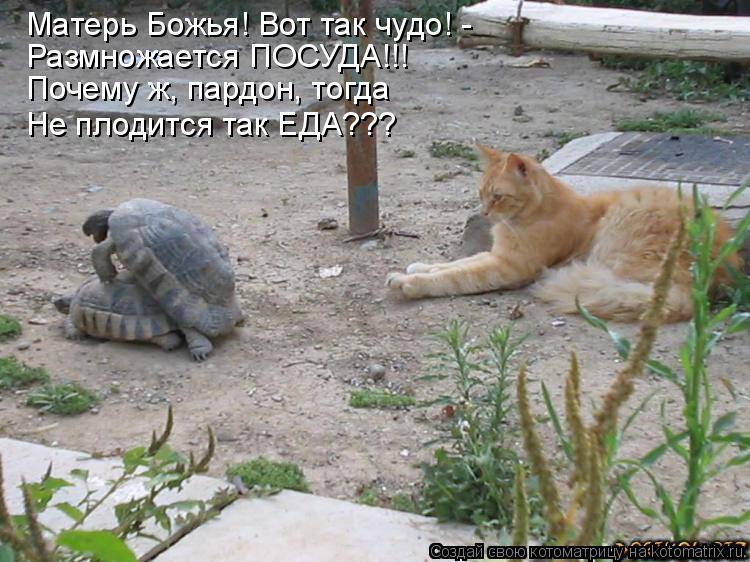Матерь Божья! Вот так чудо! - Размножается ПОСУДА!!! Почему ж, пардон, тогда Не плодится так ЕДА???... Котоматрица: Матерь Божья! Вот так чудо! - Размножается ПОСУДА!!! Почему ж, пардон, тогда Не плодится так ЕДА???