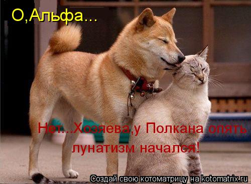 О,Альфа... Нет...Хозяева,у Полкана опять лунатизм начался!... Котоматрица: О,Альфа... Нет...Хозяева,у Полкана опять лунатизм начался!
