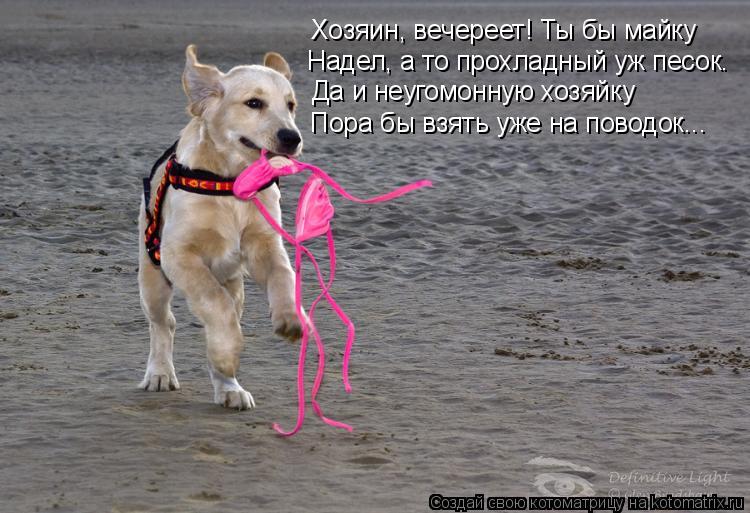 Котоматрица: Хозяин, вечереет! Ты бы майку Надел, а то прохладный уж песок. Да и неугомонную хозяйку Пора бы взять уже на поводок...