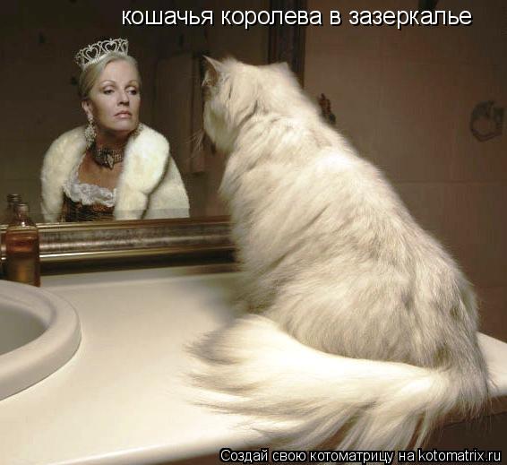 кошачья королева в зазеркалье... Котоматрица: кошачья королева в зазеркалье