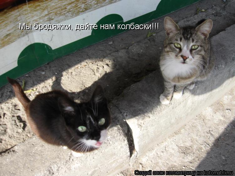 Мы бродяжки, дайте нам колбаски!!!... Котоматрица: Мы бродяжки, дайте нам колбаски!!!