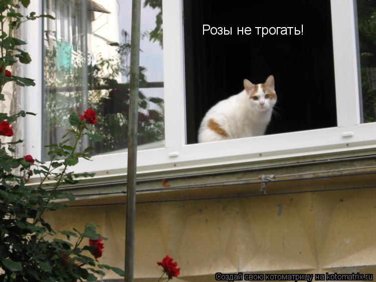Котоматрица: Розы не трогать!