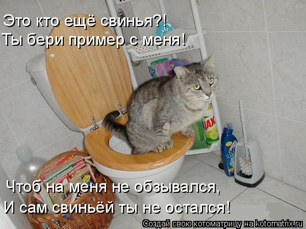 Котоматрица: Это кто ещё свинья?! Ты бери пример с меня! Чтоб на меня не обзывался, И сам свиньёй ты не остался!