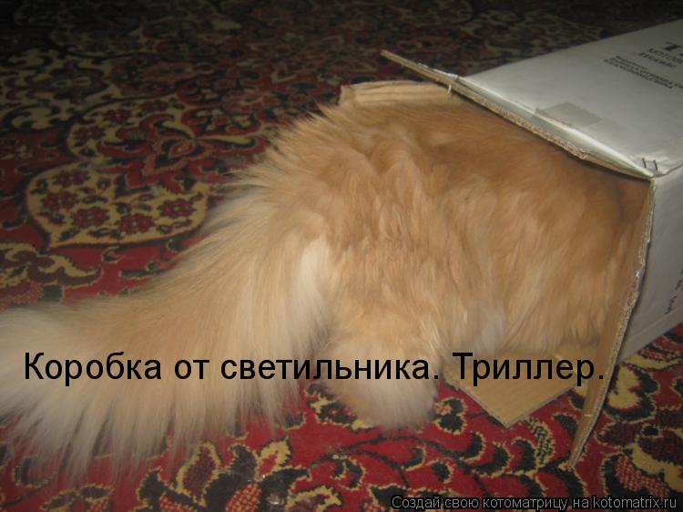 Котоматрица: Коробка от светильника. Триллер.