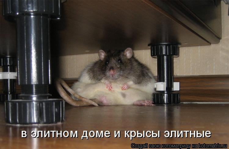 Котоматрица: в элитном доме и крысы элитные