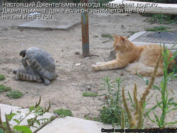 Котоматрица: Настоящий Джентельмен никогда не прервет другого Джентельмена, даже если он занимается не тем,  не там и не с той...