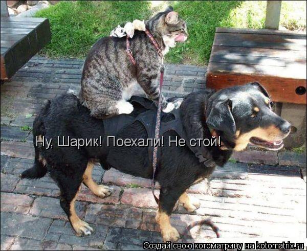 Котоматрица: Ну, Шарик! Поехали! Не стой!
