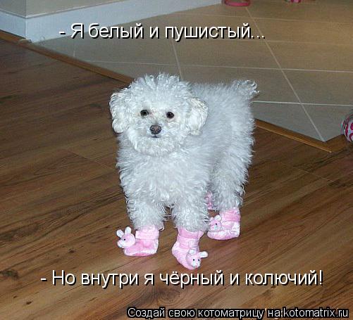 - Я белый и пушистый... - Но внутри я чёрный и колючий!... Котоматрица: - Я белый и пушистый... - Но внутри я чёрный и колючий!