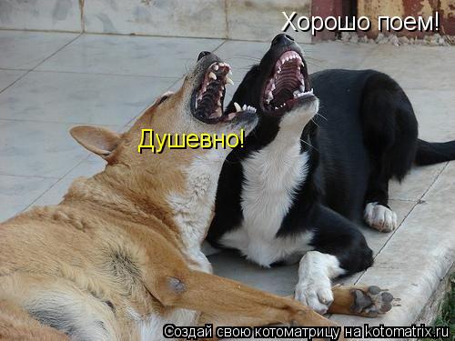 Хорошо поем! Душевно!... Котоматрица: Хорошо поем! Душевно!
