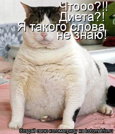 Чтооо?!! Диета?! Я такого слова не знаю!... Котоматрица: Чтооо?!! Диета?! Я такого слова не знаю!