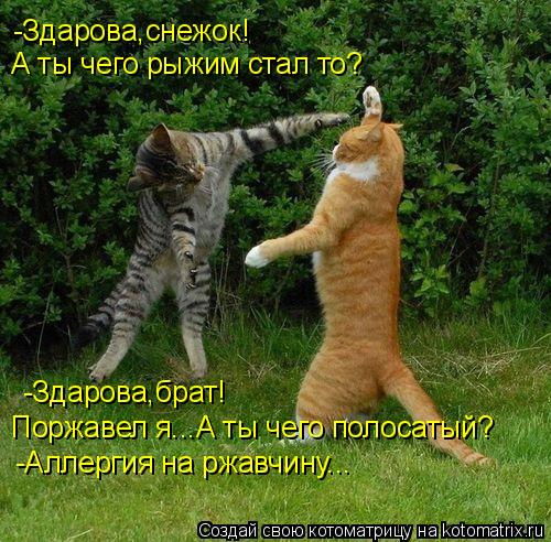 -Здарова,снежок! А ты чего рыжим стал то? -Здарова,брат! Поржавел я...А ты чего полосатый? -Аллергия ... Котоматрица: -Здарова,снежок! А ты чего рыжим стал то? -Здарова,брат! Поржавел я...А ты чего полосатый? -Аллергия на ржавчину...