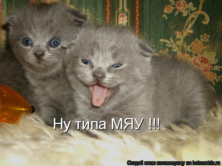 Ну типа МЯУ !!!... Котоматрица: Ну типа МЯУ !!!