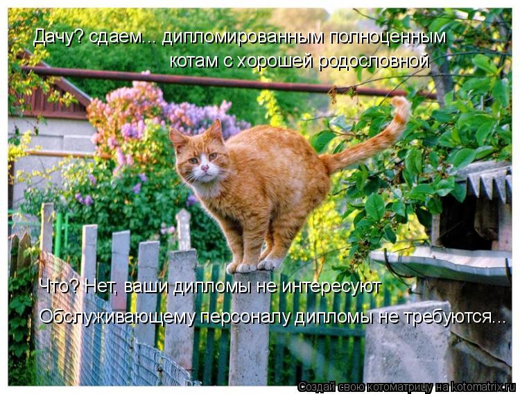 Обслуживающему персоналу дипломы не требуются... Что? Нет, ваши дипломы не интересуют Дачу? сдаем... ... Котоматрица: Обслуживающему персоналу дипломы не требуются... Что? Нет, ваши дипломы не интересуют Дачу? сдаем... дипломированным полноценным котам с хор