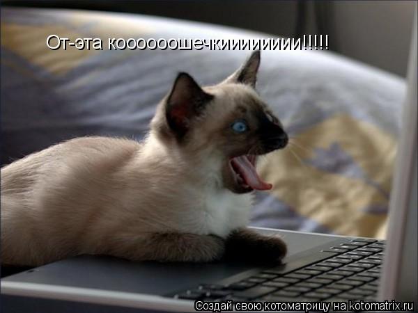 Котоматрица: От-эта коооооошечкииииииии!!!!!