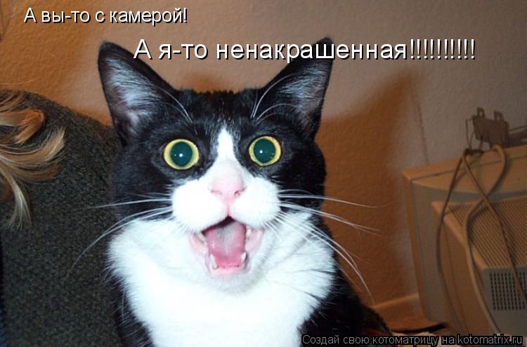 А вы-то с камерой! А я-то ненакрашенная!!!!!!!!!!... Котоматрица: А вы-то с камерой! А я-то ненакрашенная!!!!!!!!!!