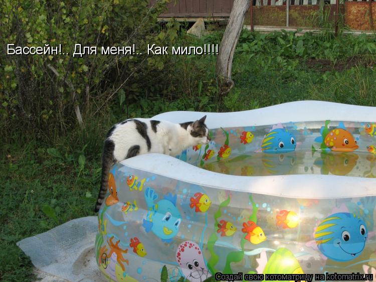 Бассейн!.. Для меня!.. Как мило!!!!... Котоматрица: Бассейн!.. Для меня!.. Как мило!!!!